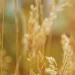 MyStake Chicken Gioco – Sfide di Azzardo e Strategie di Vincita