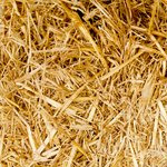 Vincite con SvenPlay il tuo Gioco di Caccia al Jackpot